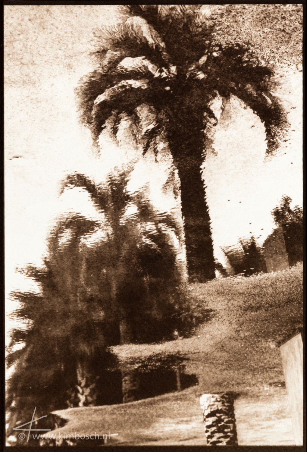 Palm Tree 2, 21,2 x 14,3 cm