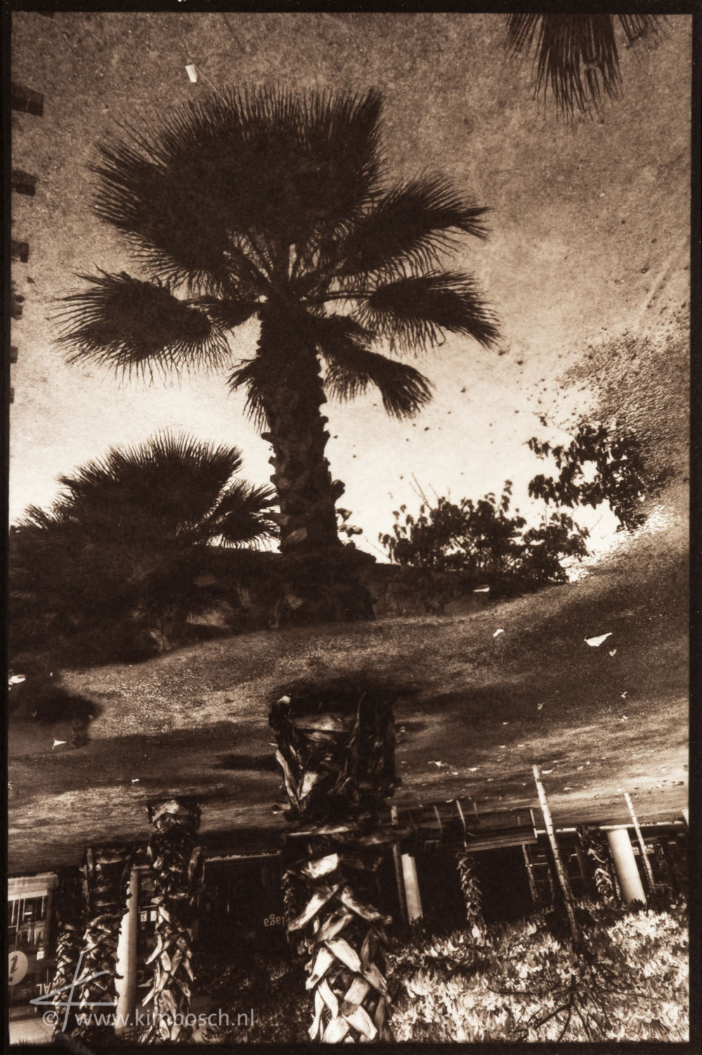 Palm Tree 1, 21,7 x 14,4 cm